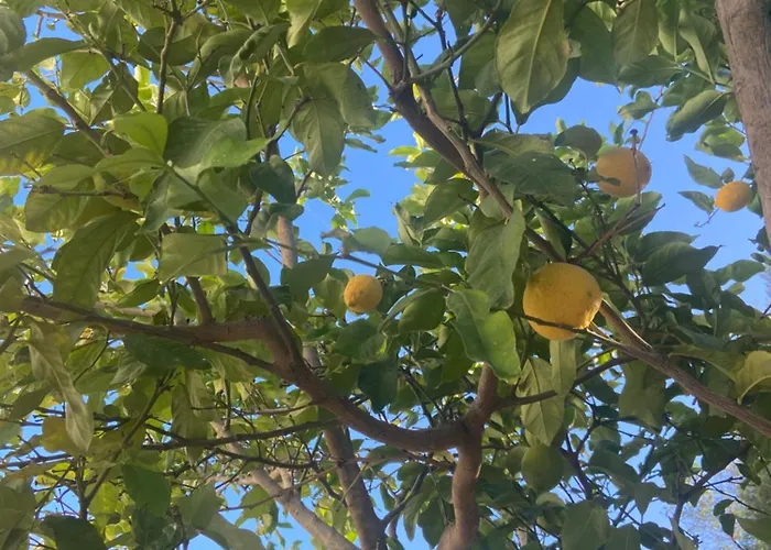 Casa Avellana Dénia